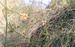 Image of hairy milkweed