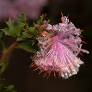 Imagem de Isopogon baxteri R. Br.