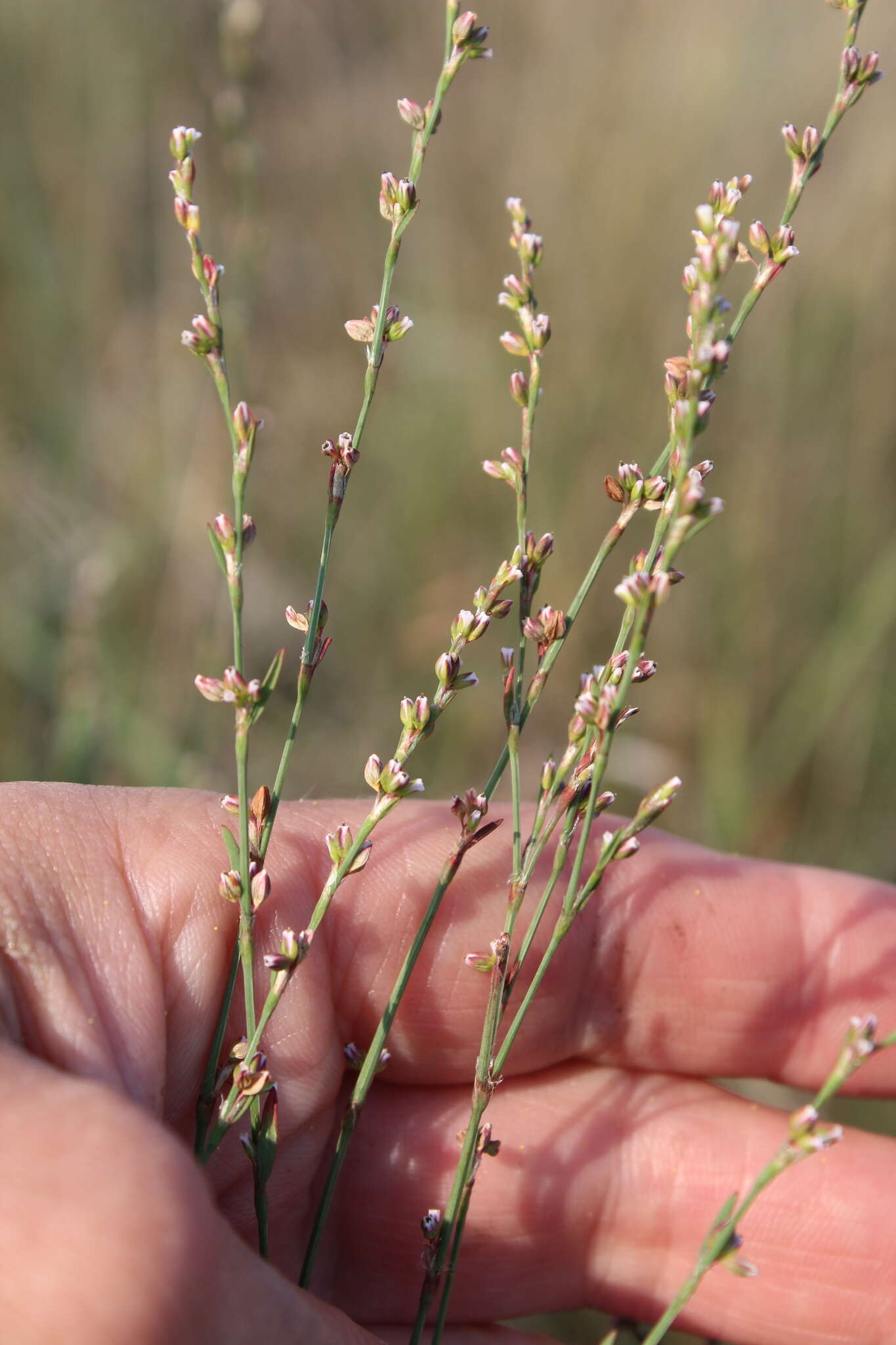 Image of Polygonum argyrocoleum Steud. ex G. Kunze