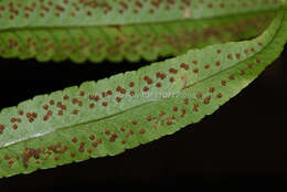 Image of Dryopteris podophylla (Hook.) O. Kuntze