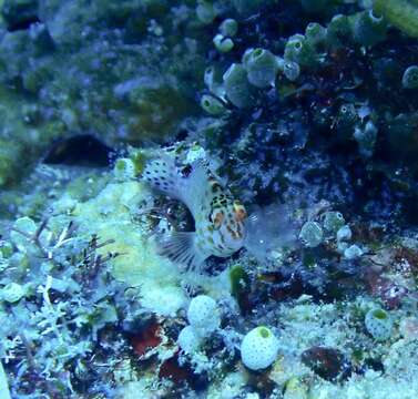 Image of Coral Hawkfish