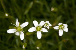 Imagem de Sabulina austriaca (Jacq.) Rchb.