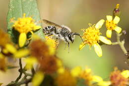 Image of Colletes taiwanensis Dubitzki & Kuhlmann 2004