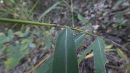 Image of Spodiopogon tainanensis Hayata