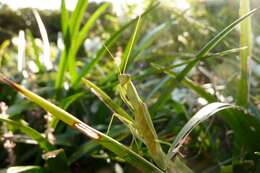 Image of New Zealand mantis