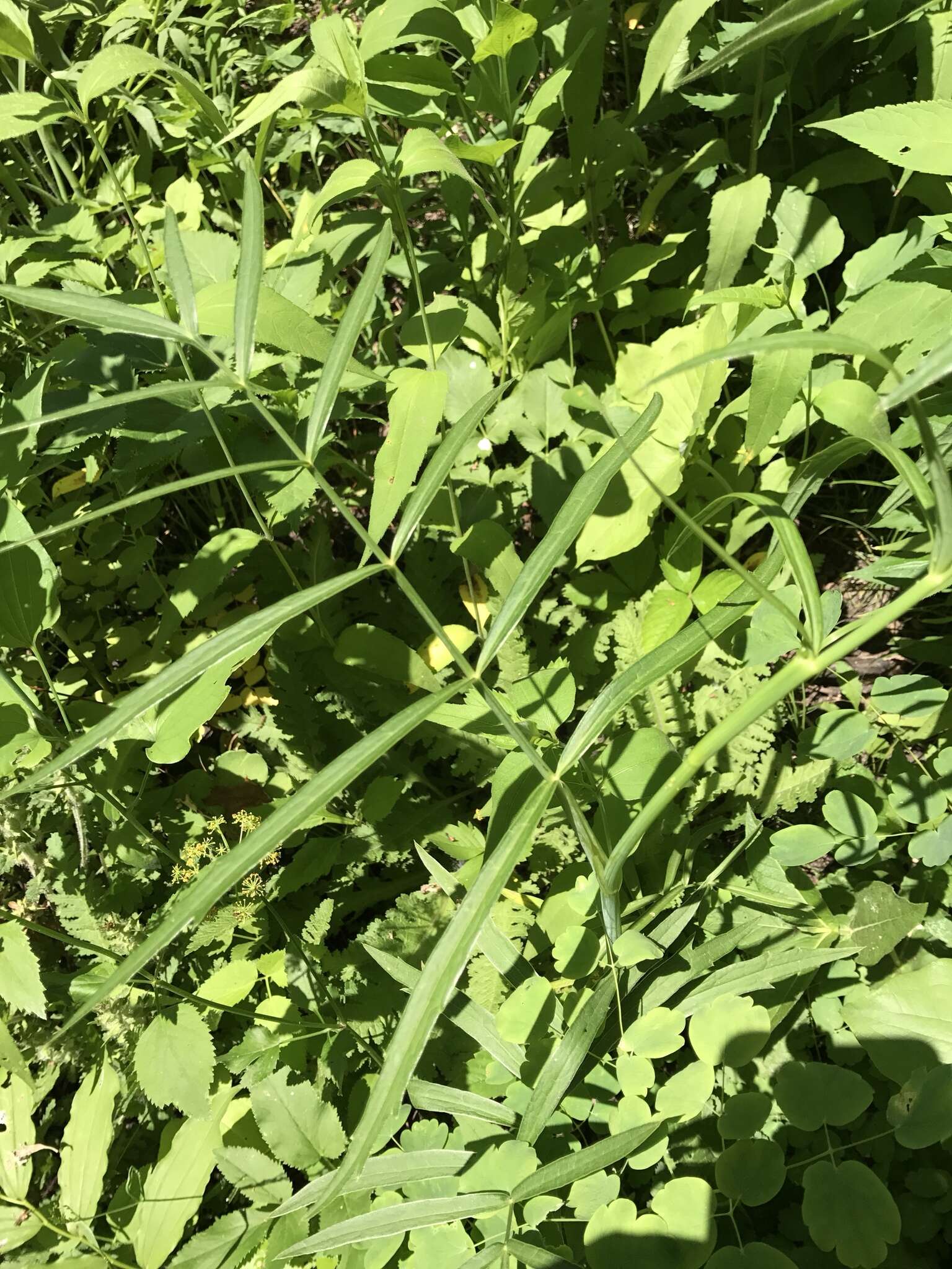 Image of stiff cowbane