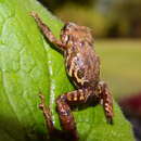 صورة Pristimantis scoloblepharus (Lynch 1991)