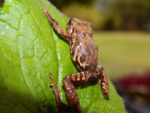 Image de Pristimantis scoloblepharus (Lynch 1991)