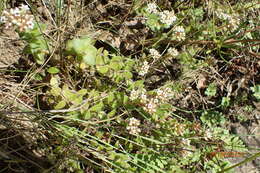 Image of Crassula obovata var. obovata