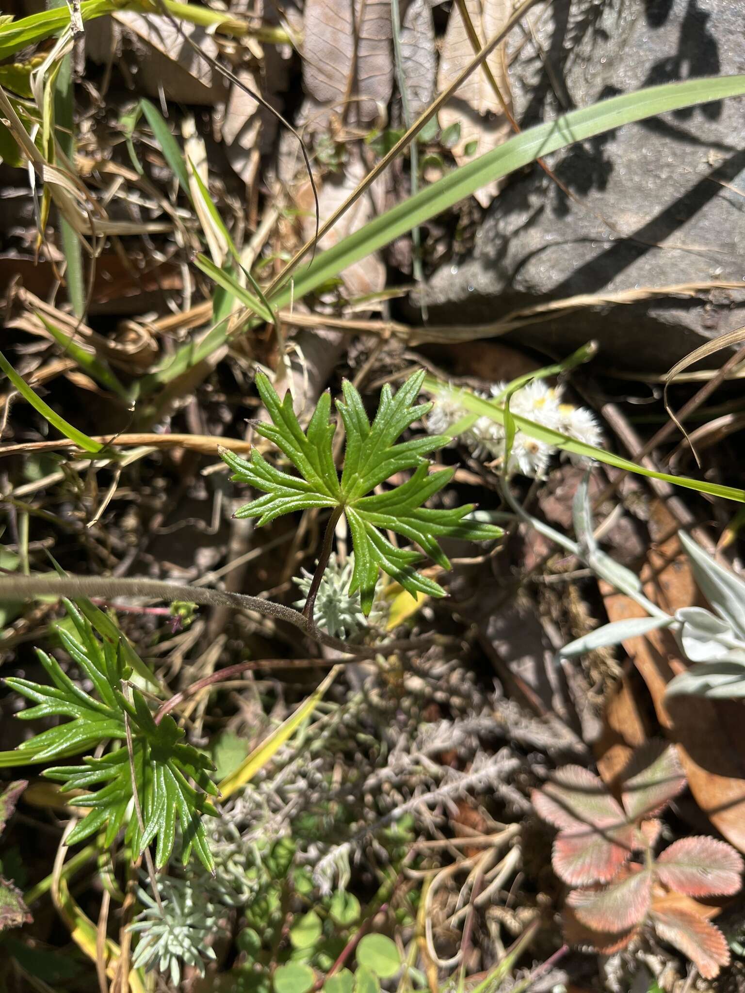 Image of Indian aconite