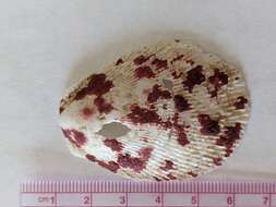 Ctenoides scaber (Born 1778)的圖片