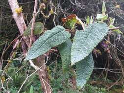 Image of Aristeguietia glutinosa (Lam.) R. King & H. Rob.