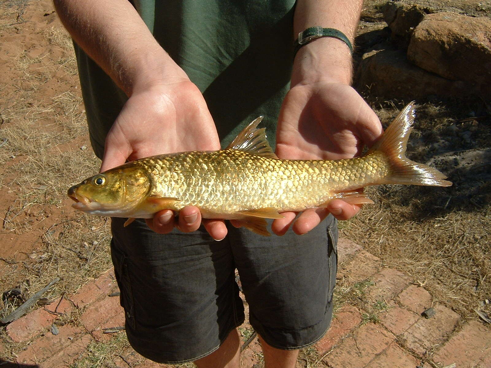 Image de Labeobarbus seeberi (Gilchrist & Thompson 1913)