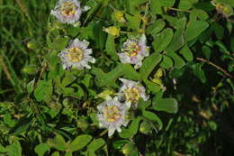 Image of Passiflora ciliata var. santiagana (Killip) Vanderpl.