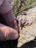 Image of vernalpool brodiaea