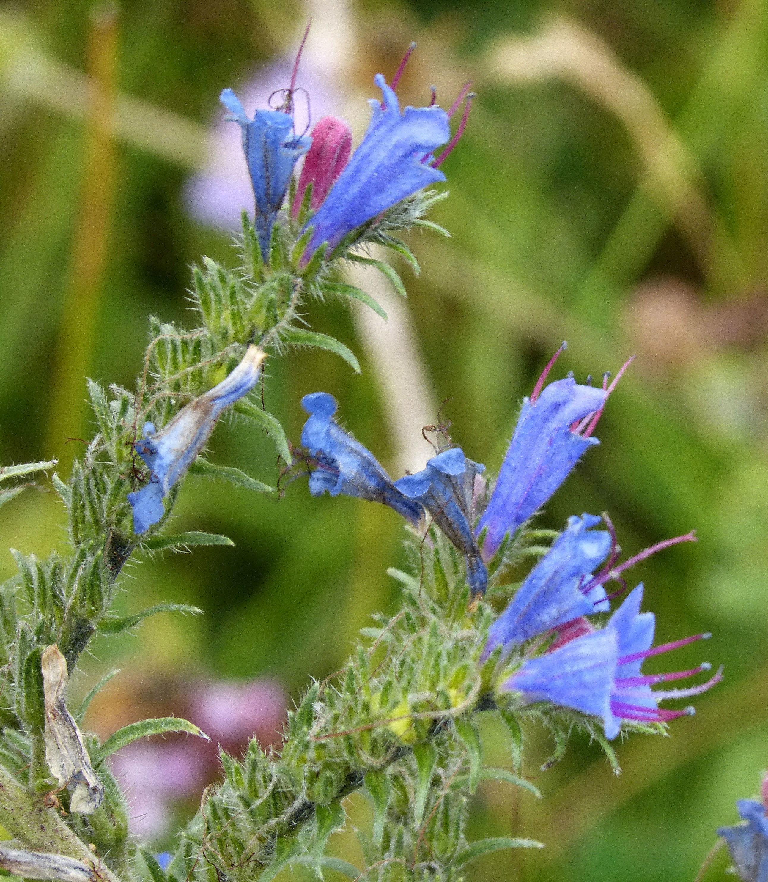 Echium vulgare (rights holder: gailhampshire)