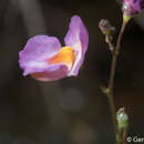 Слика од Utricularia punctata Wall.