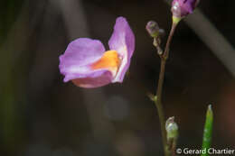 Image of Utricularia punctata Wall.