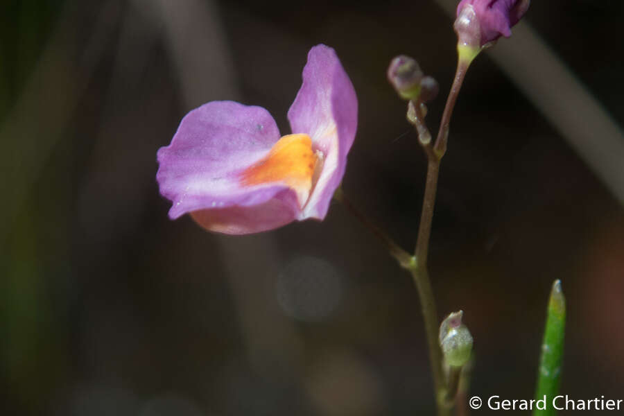 Image of Utricularia punctata Wall.