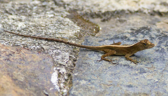 Image of Stuart's Anole