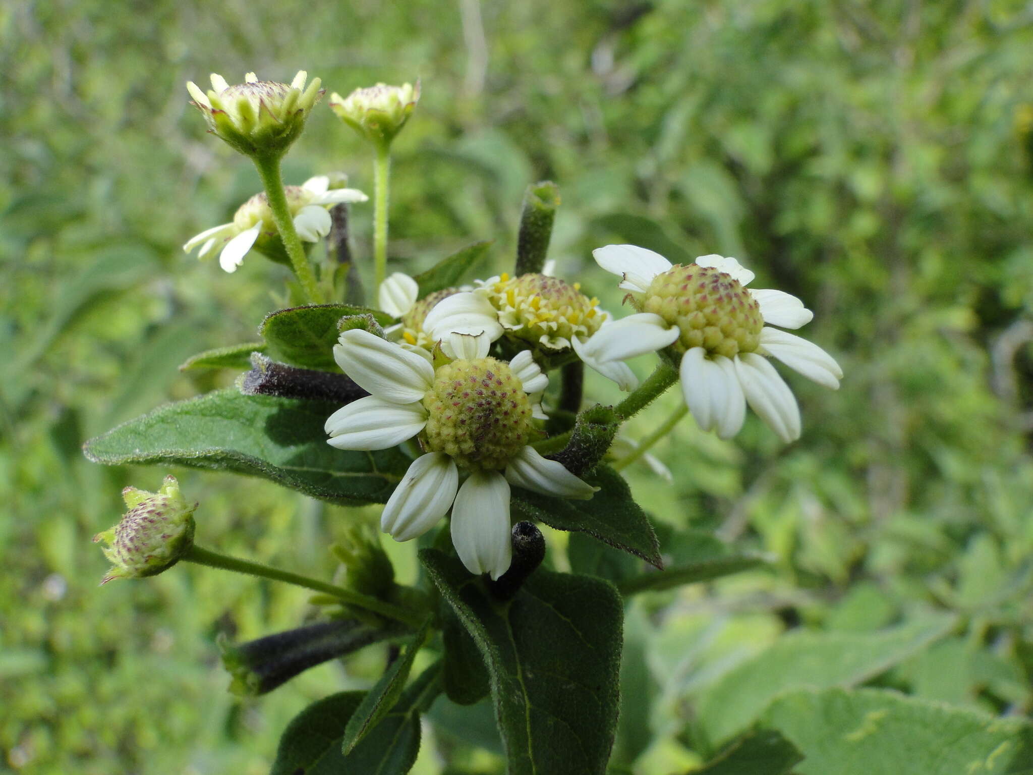 Image of Montanoa leucantha (Lag. & Segura) S. F. Blake