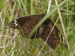 Image of Serradinga bowkeri