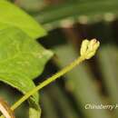 Image of cowpea