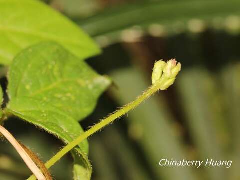 Imagem de Vigna minima (Roxb.) Ohwi & H. Ohashi