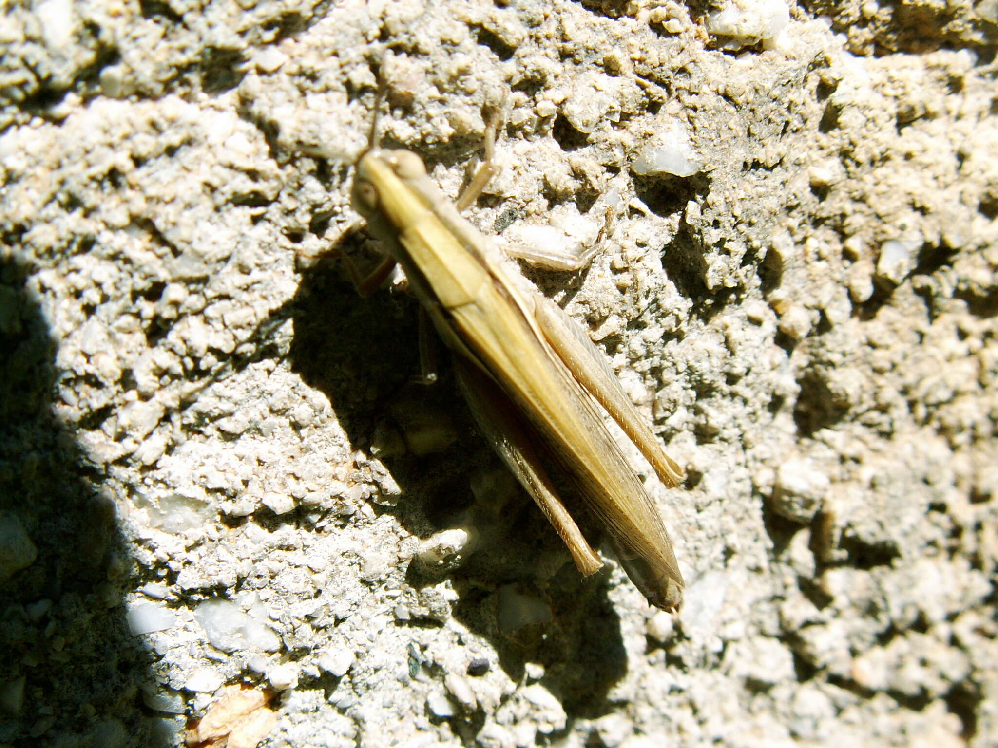 Image of Ochrilidia tibialis (Fieber 1853)