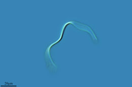 Image of <i>Spirulina subsalsa</i>