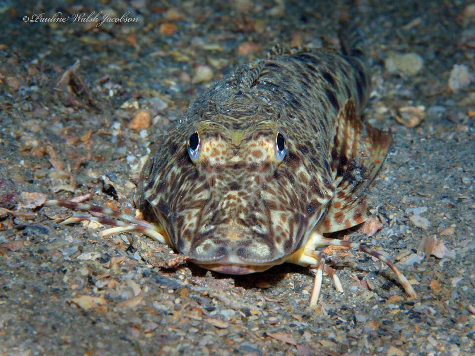 Image of Leopard searobin