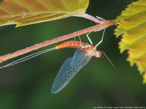 Image de Isonychia bicolor (Walker 1853)