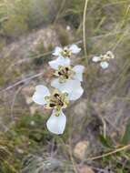 Image of Moraea cantharophila Goldblatt & J. C. Manning