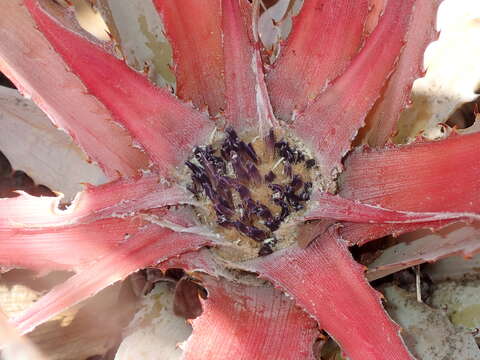 Imagem de Bromelia villosa Mez