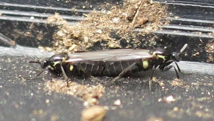 Image of Minute black scavenger fly