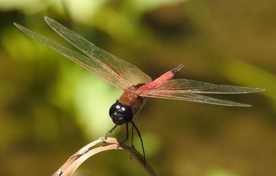 Imagem de <i>Tramea transmarina propinqua</i> Lieftinck 1942