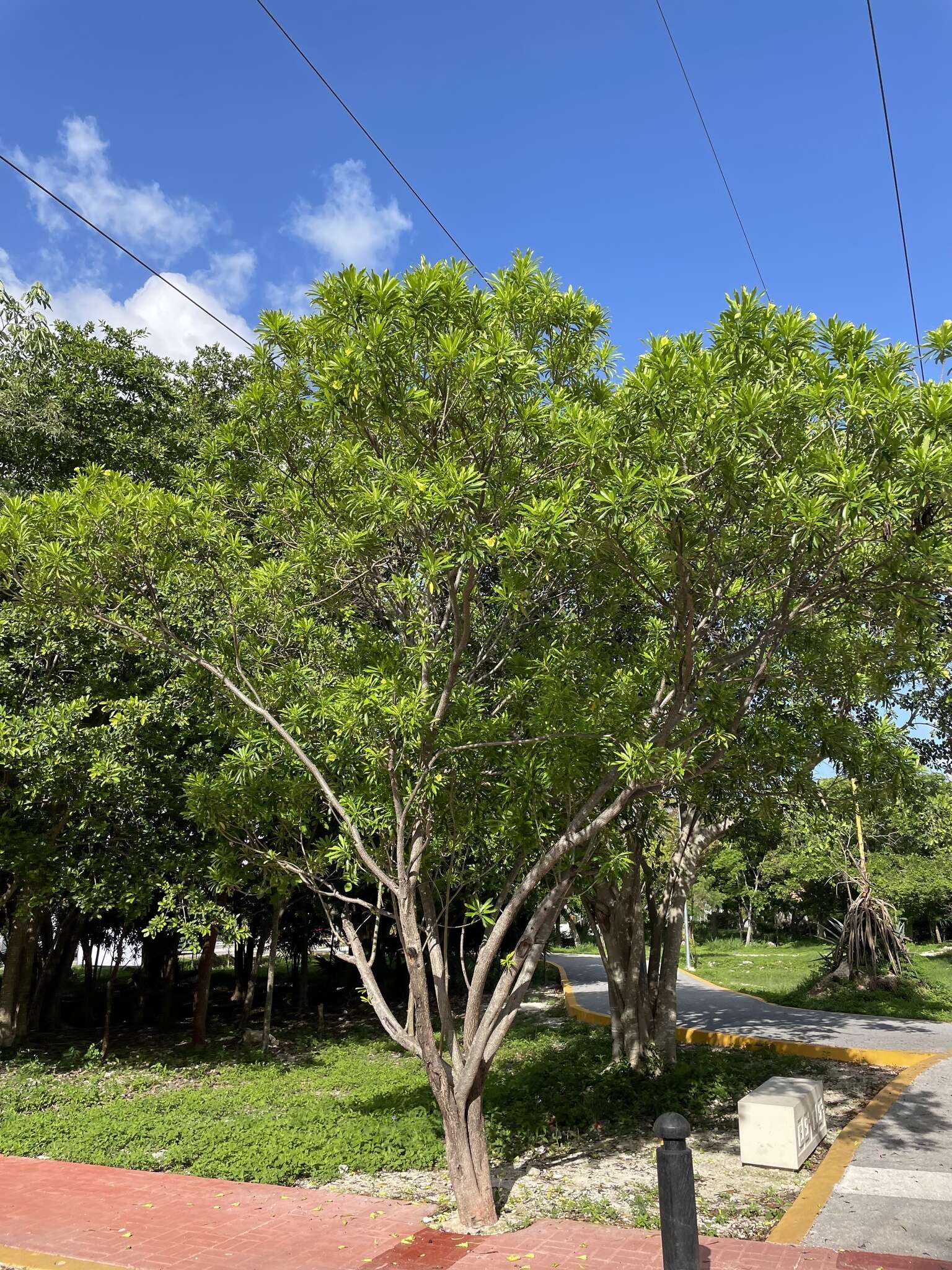 Image of Cascabela gaumeri (Hemsl.) H. Lippold