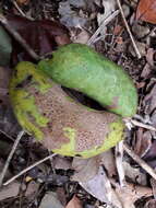 Image of Stauntonia obovatifoliola Hayata