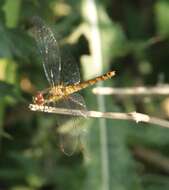 Image of Ruddy Darter