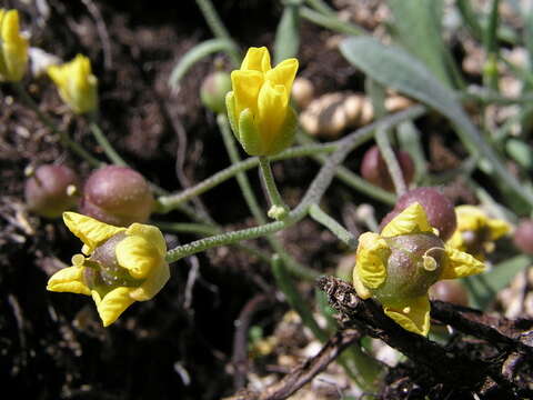 Image of arctic bladderpod