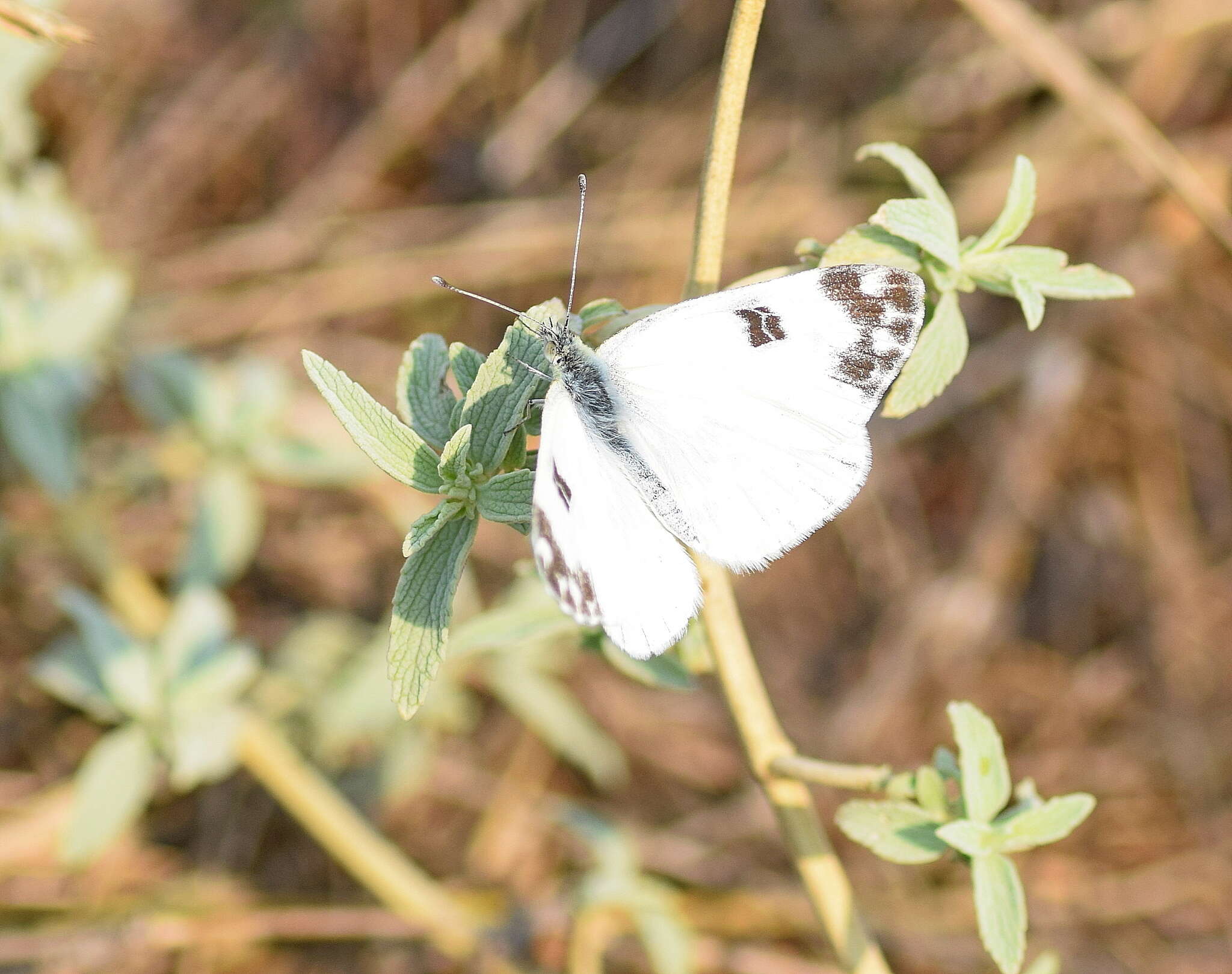 Image of Eastern Bath White