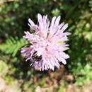 Image of Knautia mauritanica Pomel