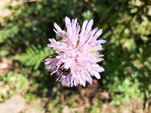 صورة Knautia mauritanica Pomel