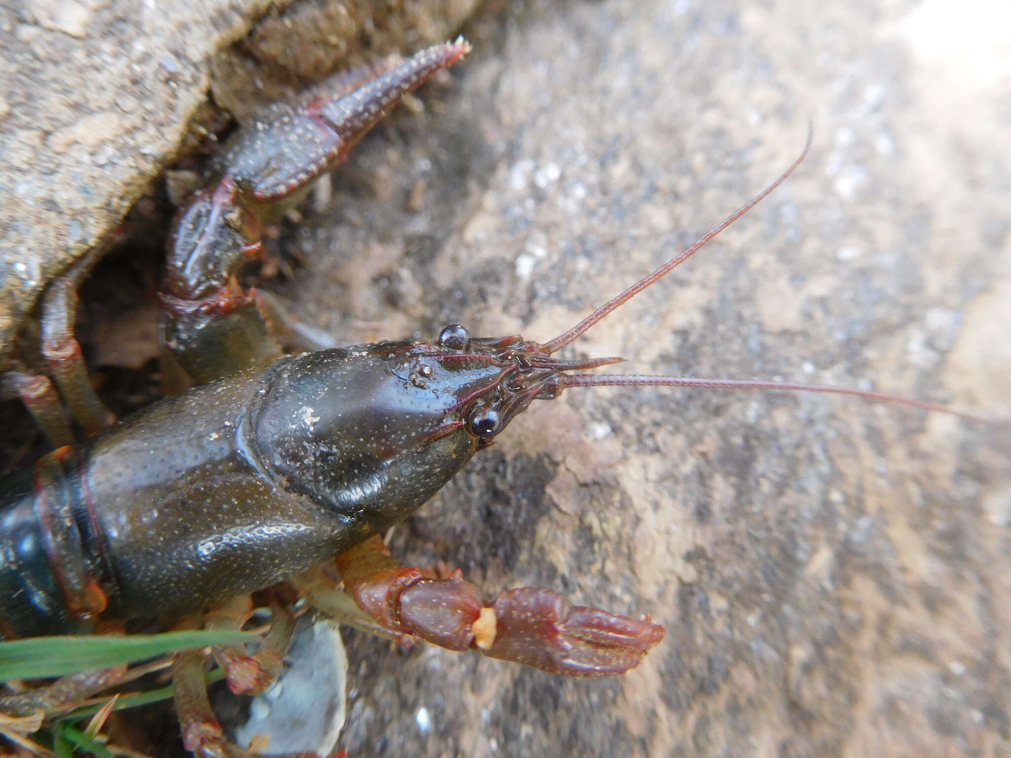 Image of Chattahoochee Crayfish