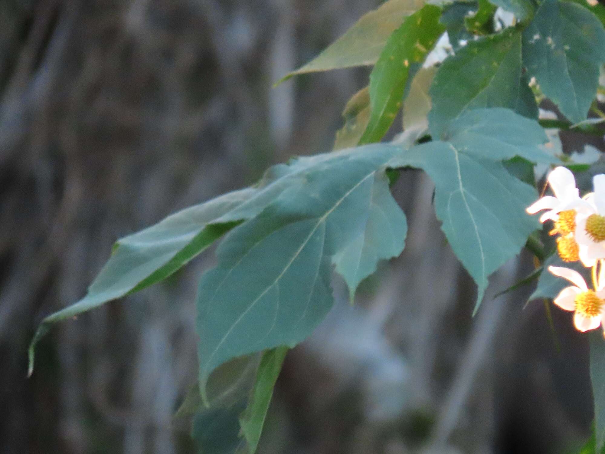 Image de Montanoa hibiscifolia (Benth.) C. Koch