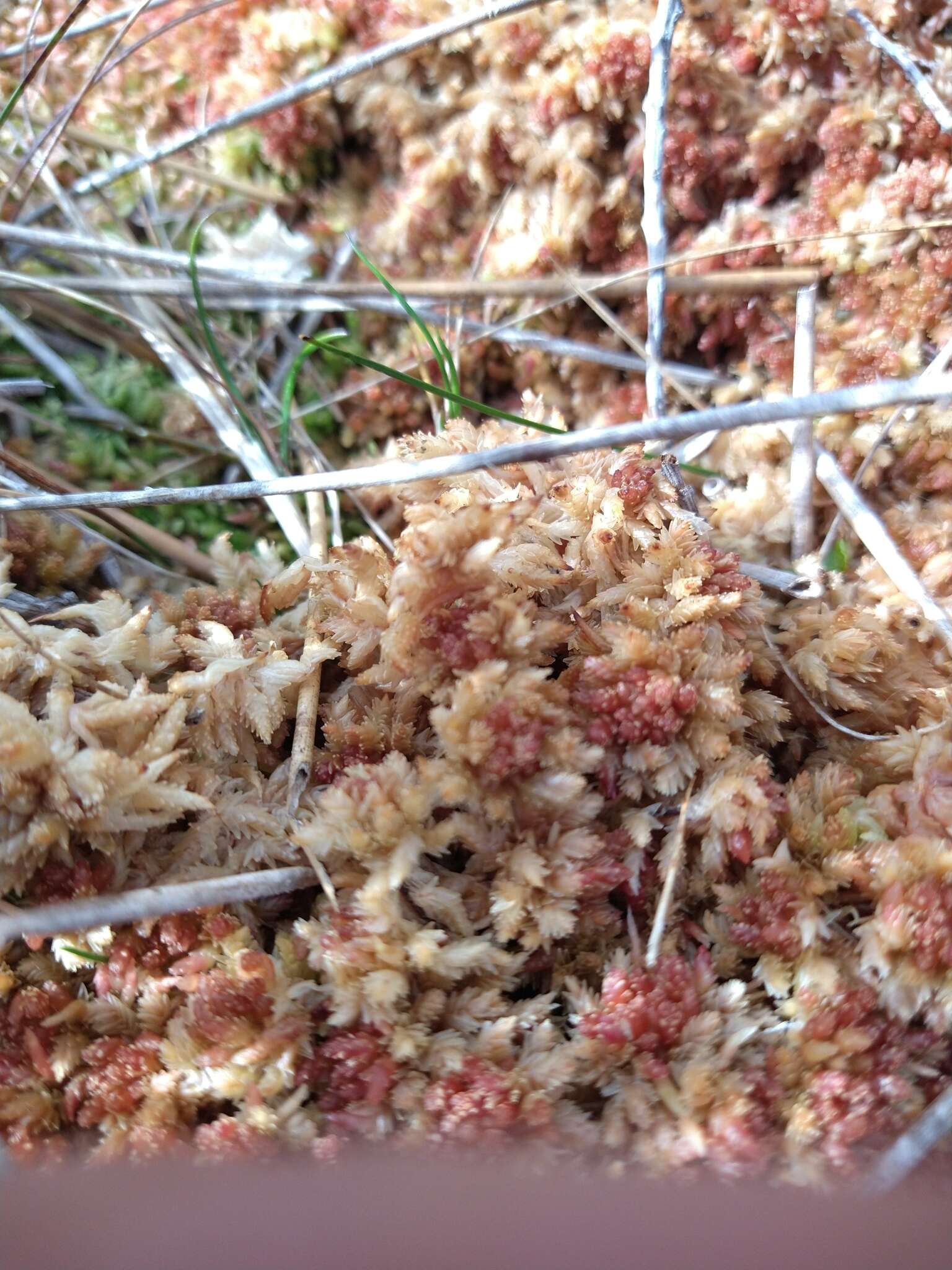 Image of Magellan's Sphagnum