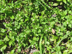 Image of common chickweed