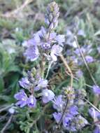 Image of Veronica capsellicarpa Dubovik