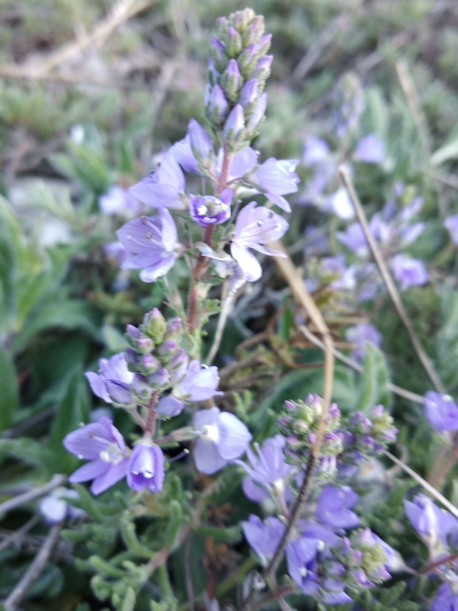 Слика од Veronica capsellicarpa Dubovik