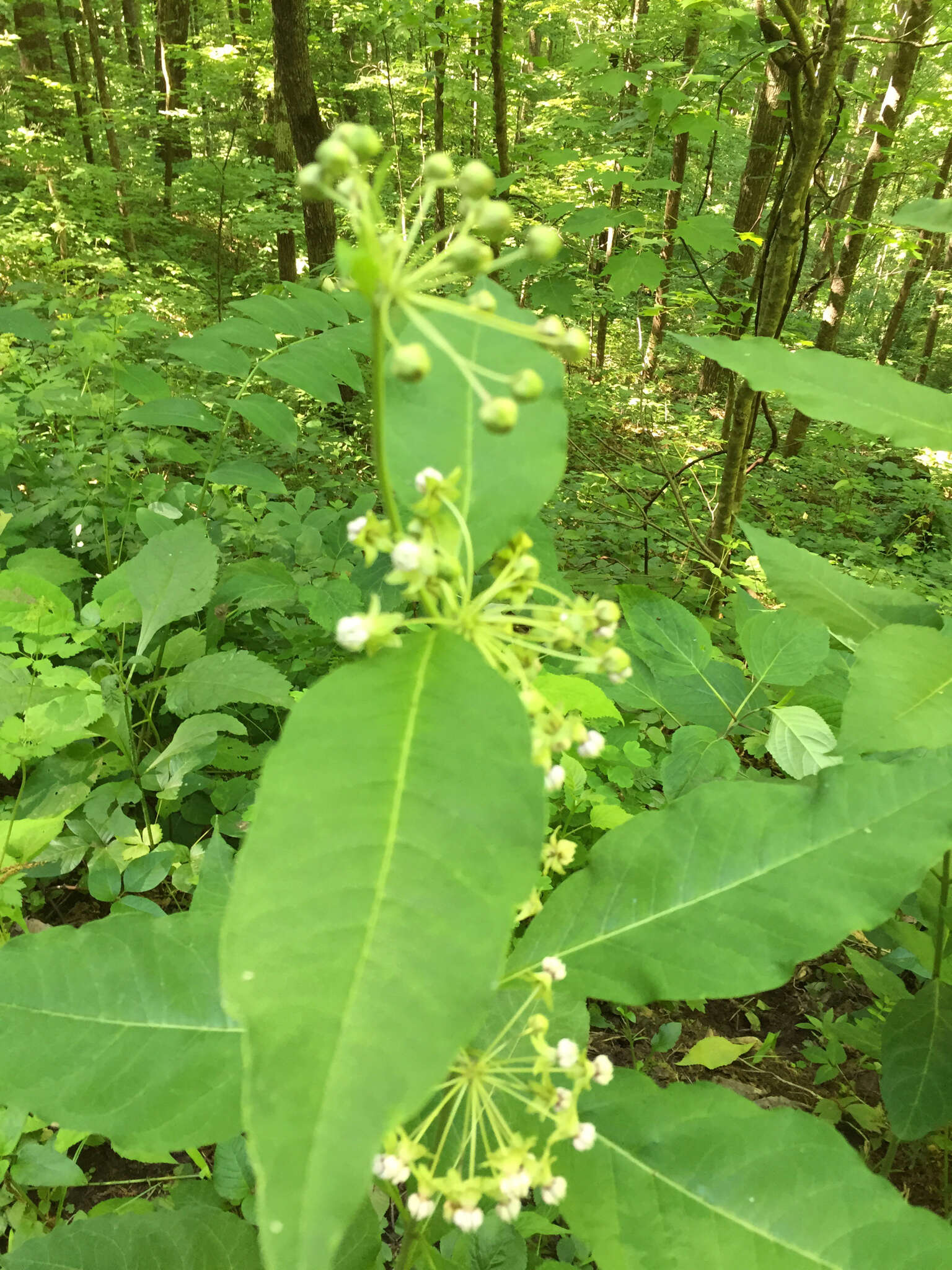 Слика од Asclepias exaltata L.